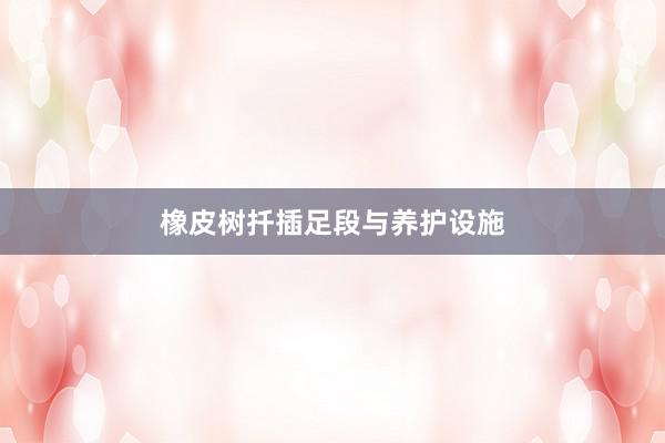 橡皮树扦插足段与养护设施